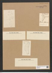 Diatomeae indet. Zeichnungen Sammlung Grunow Nr. 6584 (NHMW-BOT-W0375331)